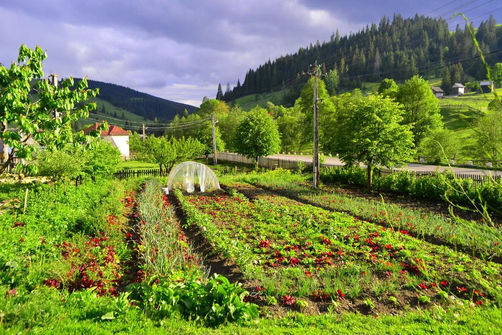 Pensiunea Agroturistica Casa Colinita Vatra Moldoviţei المظهر الخارجي الصورة