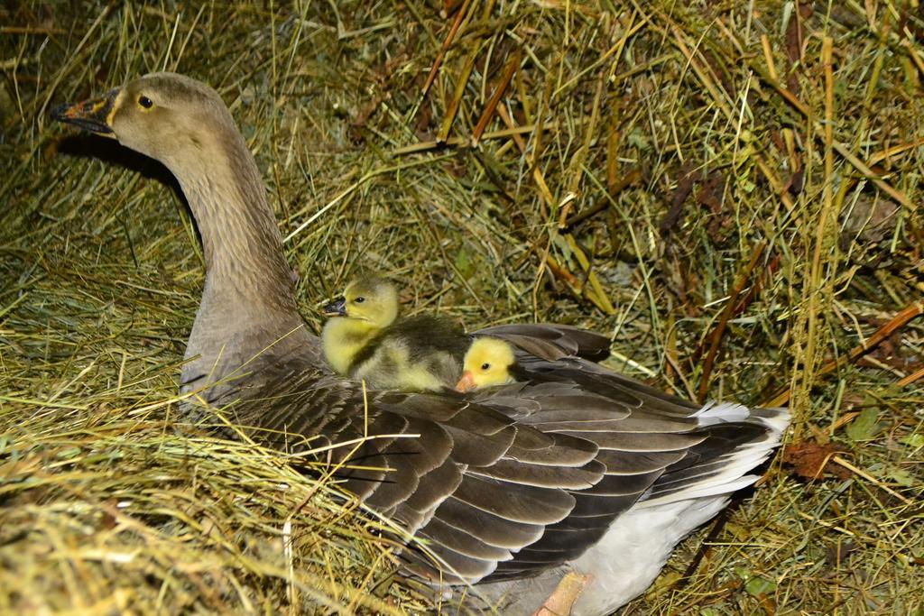 Pensiunea Agroturistica Casa Colinita Vatra Moldoviţei المظهر الخارجي الصورة