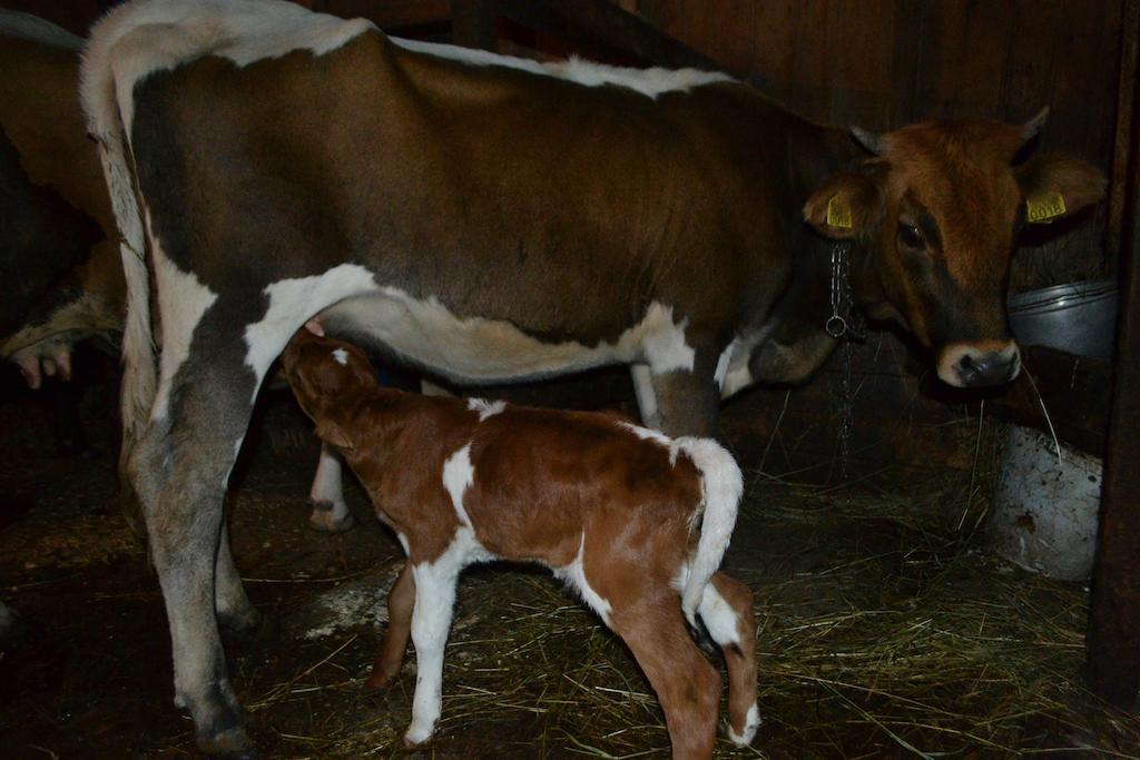 Pensiunea Agroturistica Casa Colinita Vatra Moldoviţei المظهر الخارجي الصورة